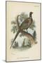 Ring-Necked Pheasant-English School-Mounted Giclee Print