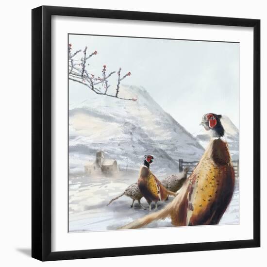 Ring Necked Pheasant-Clare Davis London-Framed Giclee Print