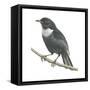 Ring-Ouzel (Turdus Torquatus), Birds-Encyclopaedia Britannica-Framed Stretched Canvas