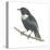 Ring-Ouzel (Turdus Torquatus), Birds-Encyclopaedia Britannica-Stretched Canvas