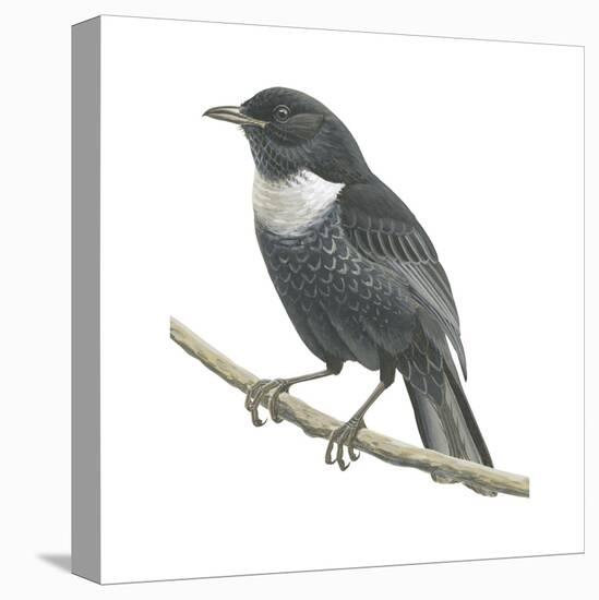 Ring-Ouzel (Turdus Torquatus), Birds-Encyclopaedia Britannica-Stretched Canvas