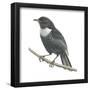 Ring-Ouzel (Turdus Torquatus), Birds-Encyclopaedia Britannica-Framed Poster