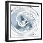 Ring Pop VII-Rikki Drotar-Framed Giclee Print