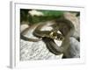 Ring Snake, Stones, Resting, Warming Up-Harald Kroiss-Framed Photographic Print