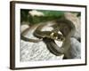 Ring Snake, Stones, Resting, Warming Up-Harald Kroiss-Framed Photographic Print