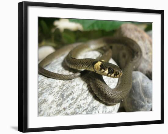 Ring Snake, Stones, Resting, Warming Up-Harald Kroiss-Framed Photographic Print