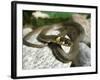 Ring Snake, Stones, Resting, Warming Up-Harald Kroiss-Framed Photographic Print