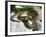 Ring Snake, Stones, Resting, Warming Up-Harald Kroiss-Framed Photographic Print