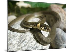 Ring Snake, Stones, Resting, Warming Up-Harald Kroiss-Mounted Photographic Print