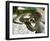 Ring Snake, Stones, Resting, Warming Up-Harald Kroiss-Framed Premium Photographic Print