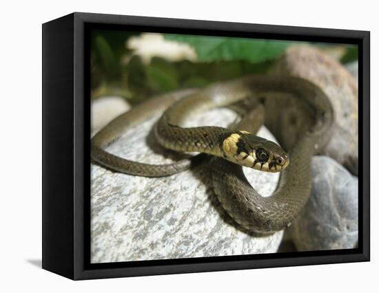 Ring Snake, Stones, Resting, Warming Up-Harald Kroiss-Framed Stretched Canvas