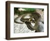 Ring Snake, Stones, Resting, Warming Up-Harald Kroiss-Framed Photographic Print