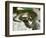 Ring Snake, Stones, Resting, Warming Up-Harald Kroiss-Framed Photographic Print