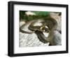 Ring Snake, Stones, Resting, Warming Up-Harald Kroiss-Framed Photographic Print