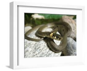 Ring Snake, Stones, Resting, Warming Up-Harald Kroiss-Framed Photographic Print