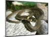 Ring Snake, Stones, Resting, Warming Up-Harald Kroiss-Mounted Photographic Print
