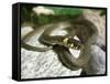 Ring Snake, Stones, Resting, Warming Up-Harald Kroiss-Framed Stretched Canvas