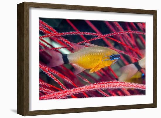 Ring-tailed Cardinalfish (Apogon aureus) West Papua, Indonesia-Georgette Douwma-Framed Photographic Print