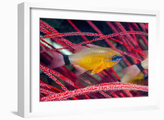 Ring-tailed Cardinalfish (Apogon aureus) West Papua, Indonesia-Georgette Douwma-Framed Photographic Print