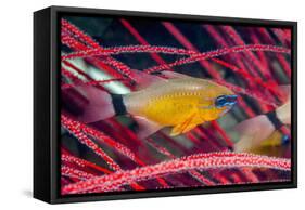 Ring-tailed Cardinalfish (Apogon aureus) West Papua, Indonesia-Georgette Douwma-Framed Stretched Canvas