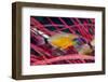 Ring-tailed Cardinalfish (Apogon aureus) West Papua, Indonesia-Georgette Douwma-Framed Photographic Print