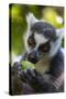 Ring-Tailed Lemur, Ambalavao, Madagascar-Paul Souders-Stretched Canvas