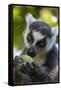 Ring-Tailed Lemur, Ambalavao, Madagascar-Paul Souders-Framed Stretched Canvas