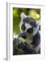 Ring-Tailed Lemur, Ambalavao, Madagascar-Paul Souders-Framed Photographic Print