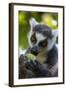 Ring-Tailed Lemur, Ambalavao, Madagascar-Paul Souders-Framed Photographic Print