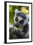 Ring-Tailed Lemur, Ambalavao, Madagascar-Paul Souders-Framed Photographic Print