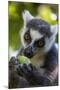 Ring-Tailed Lemur, Ambalavao, Madagascar-Paul Souders-Mounted Photographic Print