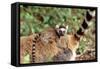 Ring-Tailed Lemur -Baby on Back-Adrian Warren-Framed Stretched Canvas