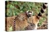 Ring-Tailed Lemur -Baby on Back-Adrian Warren-Stretched Canvas