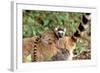 Ring-Tailed Lemur -Baby on Back-Adrian Warren-Framed Photographic Print