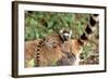 Ring-Tailed Lemur -Baby on Back-Adrian Warren-Framed Photographic Print