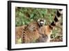 Ring-Tailed Lemur -Baby on Back-Adrian Warren-Framed Photographic Print