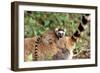 Ring-Tailed Lemur -Baby on Back-Adrian Warren-Framed Photographic Print