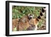 Ring-Tailed Lemur -Baby on Back-Adrian Warren-Framed Photographic Print