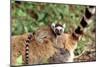 Ring-Tailed Lemur -Baby on Back-Adrian Warren-Mounted Photographic Print