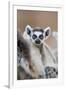 Ring-Tailed Lemur Baby-null-Framed Photographic Print