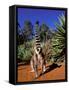 Ring-tailed Lemur, Berenty Reserve, Madagascar-Pete Oxford-Framed Stretched Canvas