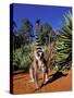 Ring-tailed Lemur, Berenty Reserve, Madagascar-Pete Oxford-Stretched Canvas