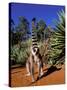 Ring-tailed Lemur, Berenty Reserve, Madagascar-Pete Oxford-Stretched Canvas