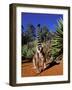 Ring-tailed Lemur, Berenty Reserve, Madagascar-Pete Oxford-Framed Photographic Print