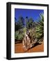 Ring-tailed Lemur, Berenty Reserve, Madagascar-Pete Oxford-Framed Photographic Print