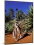 Ring-tailed Lemur, Berenty Reserve, Madagascar-Pete Oxford-Mounted Photographic Print