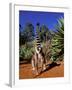 Ring-tailed Lemur, Berenty Reserve, Madagascar-Pete Oxford-Framed Photographic Print