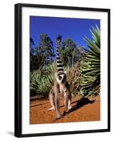 Ring-tailed Lemur, Berenty Reserve, Madagascar-Pete Oxford-Framed Photographic Print