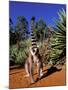 Ring-tailed Lemur, Berenty Reserve, Madagascar-Pete Oxford-Mounted Photographic Print