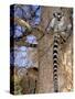Ring-tailed Lemur, Berenty Reserve, Madagascar-Pete Oxford-Stretched Canvas
